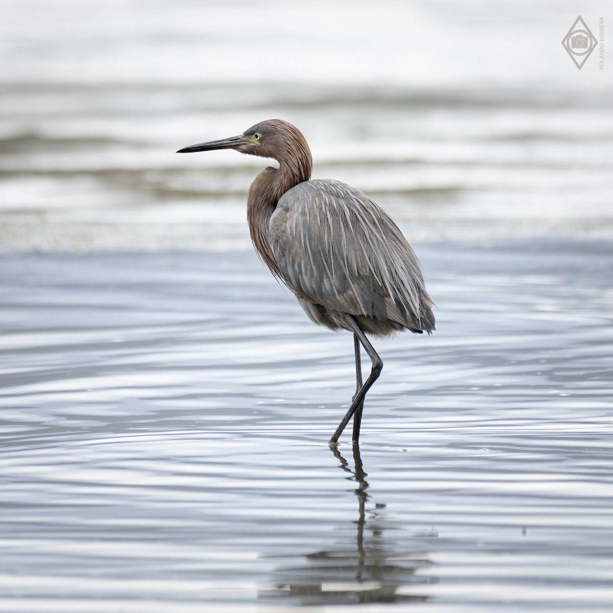 Reddish Egret - ML328117571