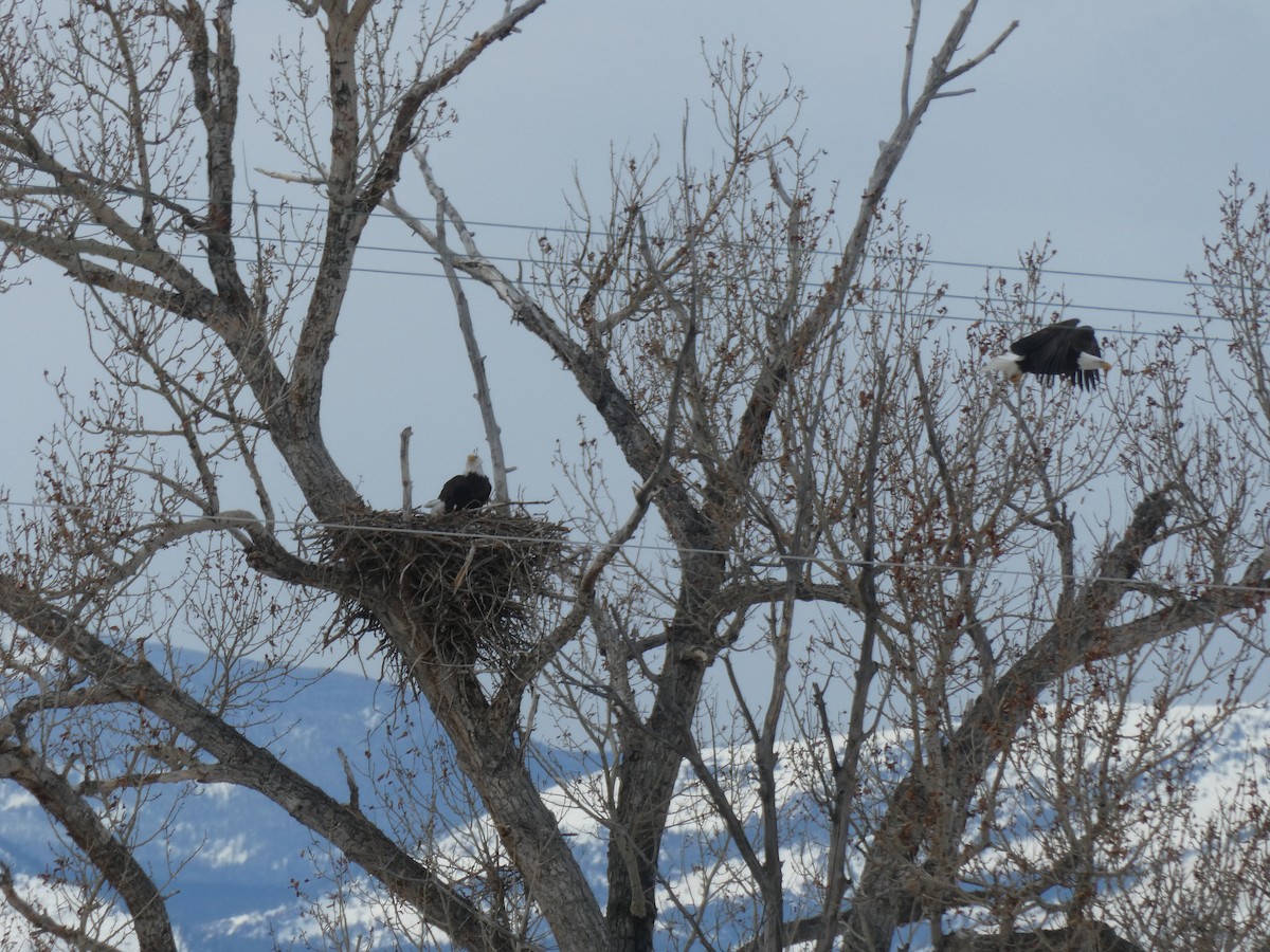 Weißkopf-Seeadler - ML328118361