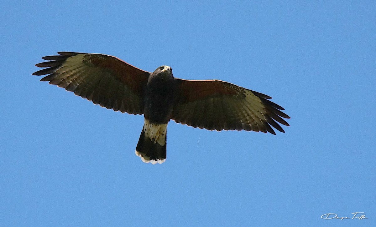 Harris's Hawk - Diego Trillo