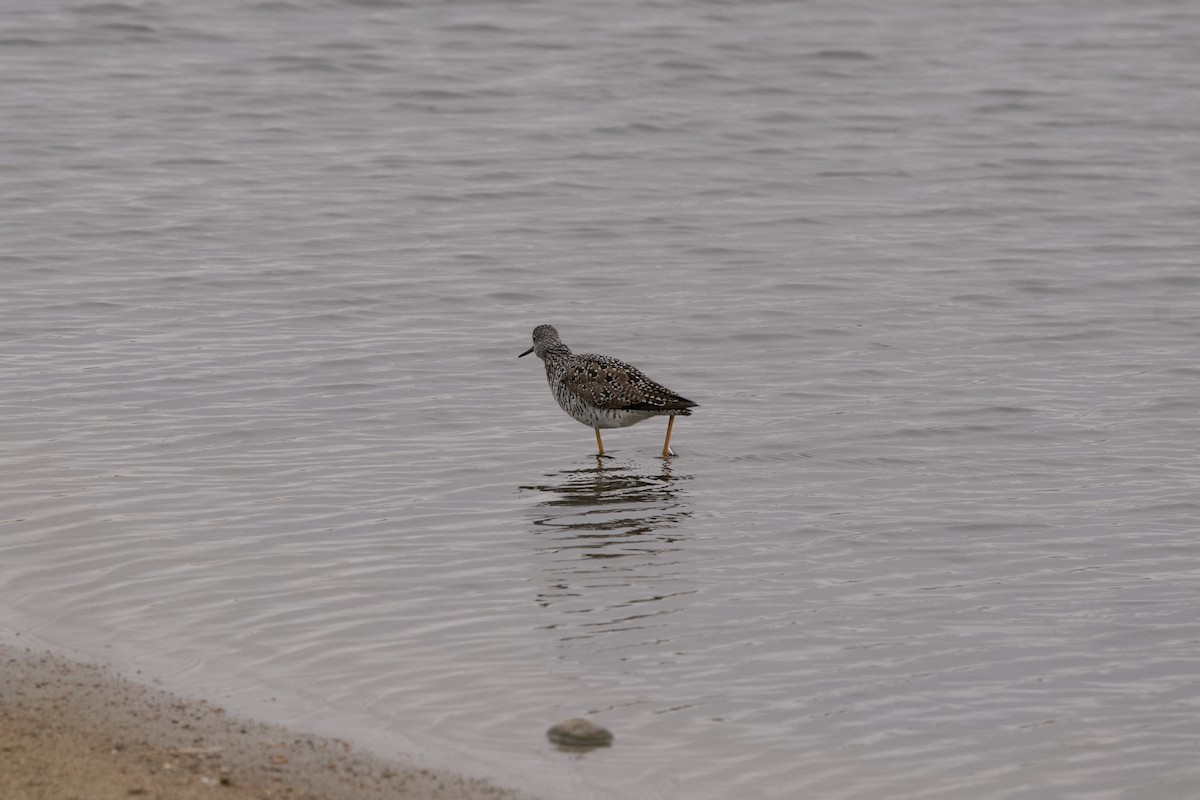 Greater Yellowlegs - ML328118861