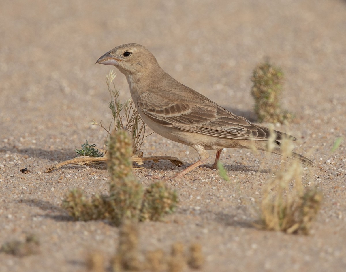 Pale Rockfinch - ML328119261