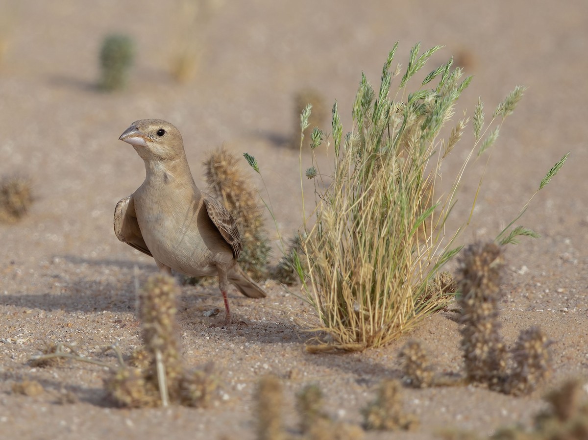 Pale Rockfinch - ML328119271