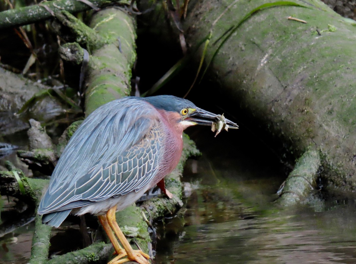 Green Heron (anthonyi) - ML328119301