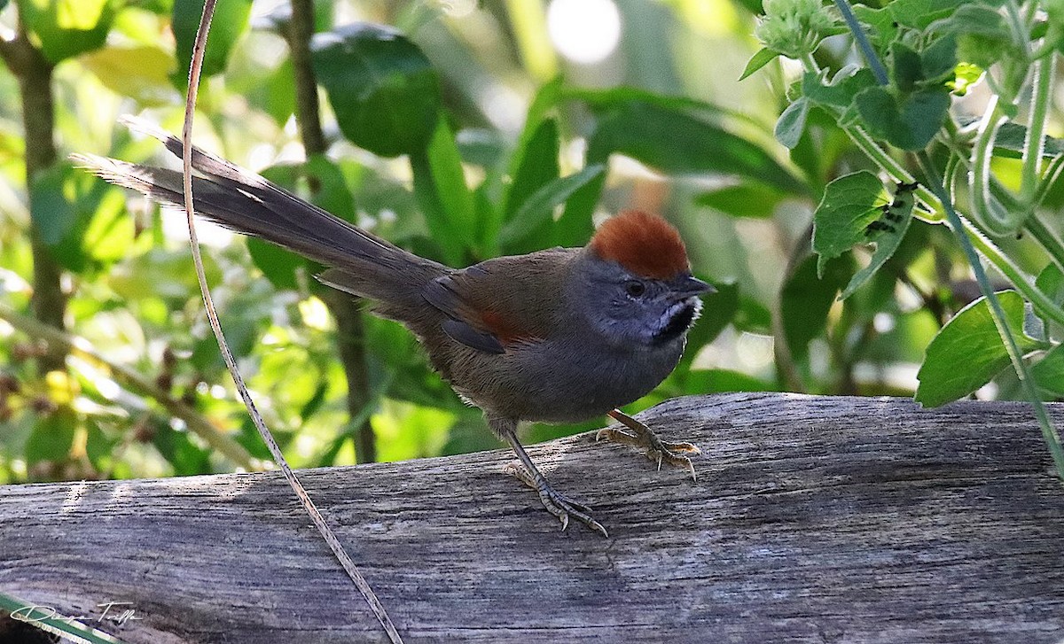 Spix's Spinetail - Diego Trillo