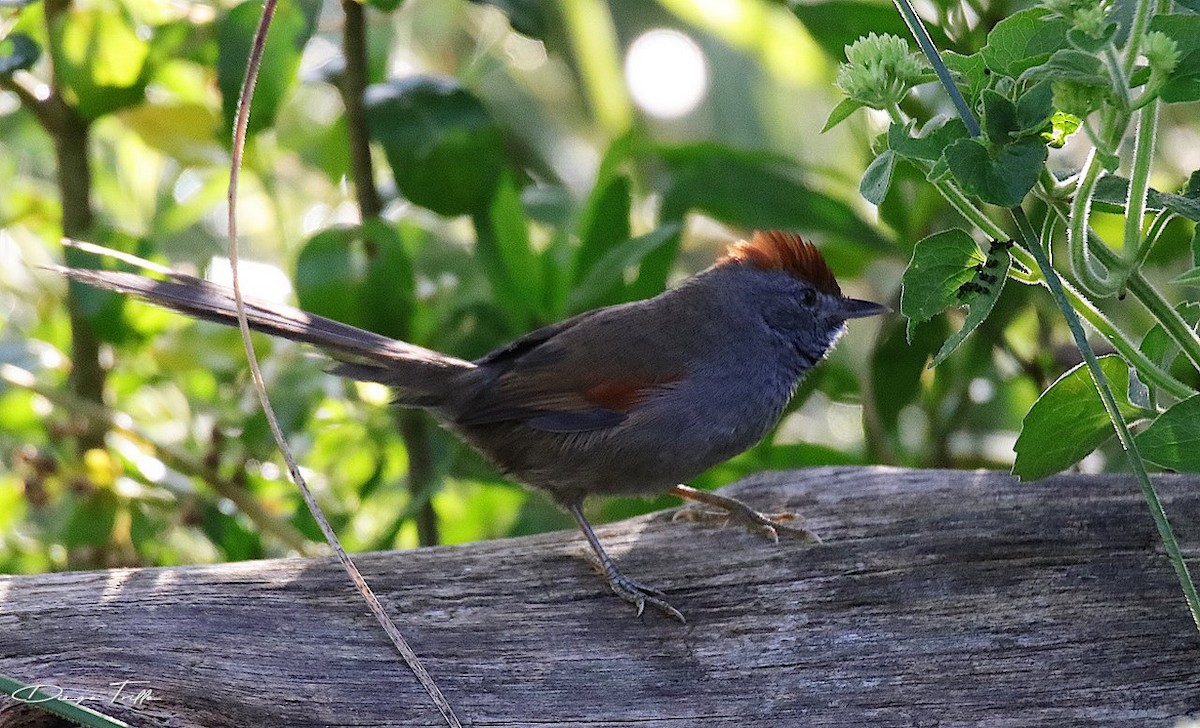 Spix's Spinetail - Diego Trillo