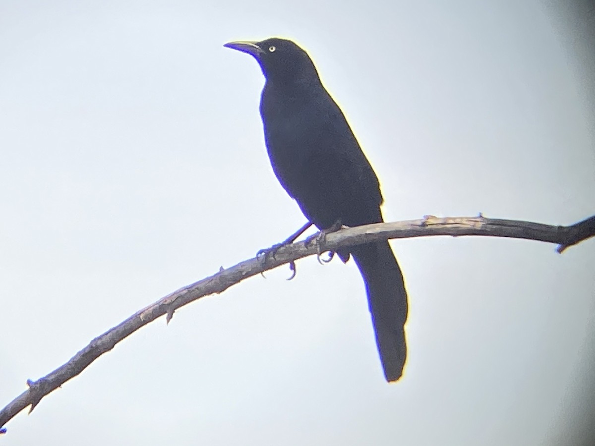 Great-tailed Grackle - ML328120001