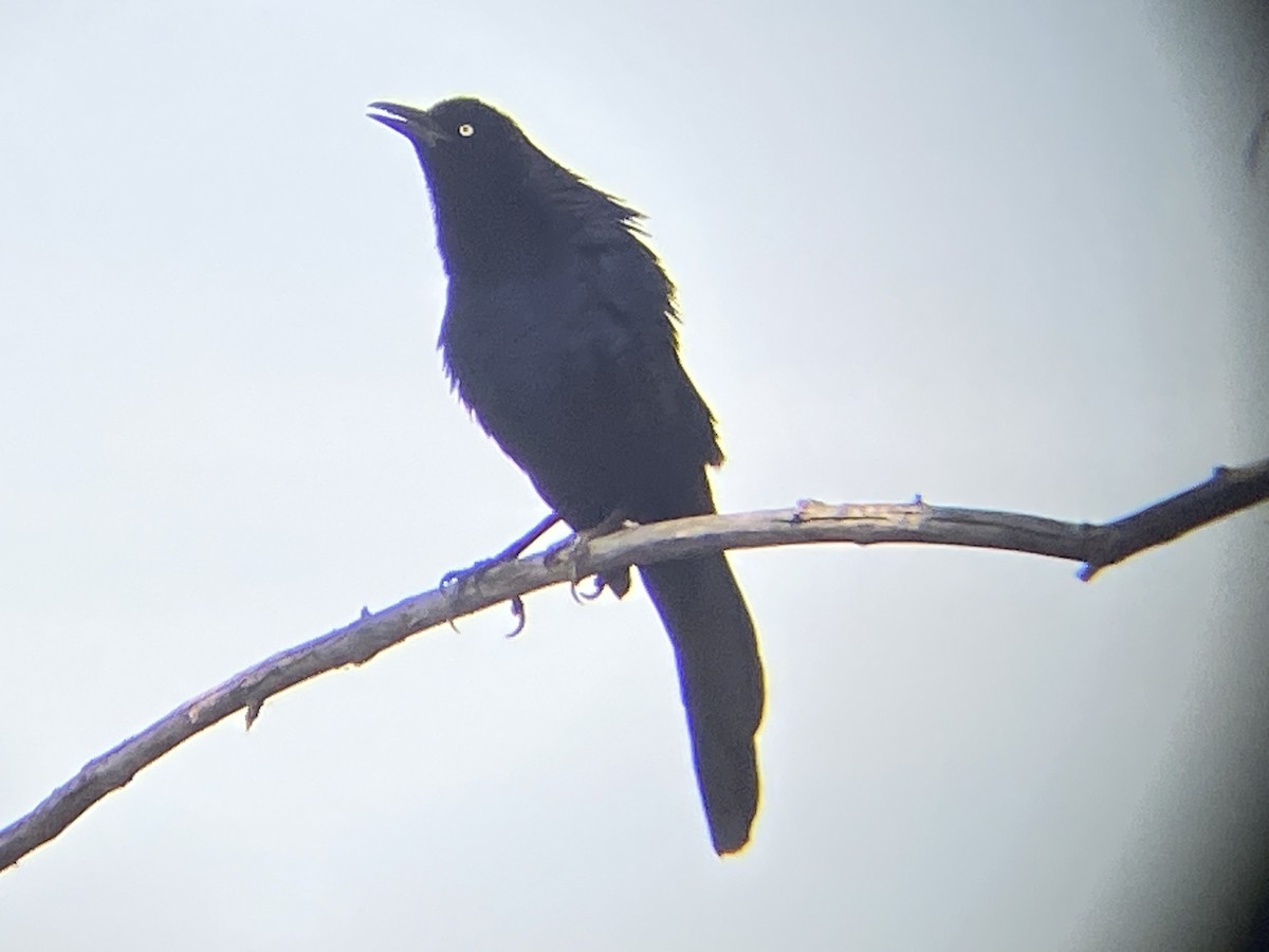 Great-tailed Grackle - ML328120011