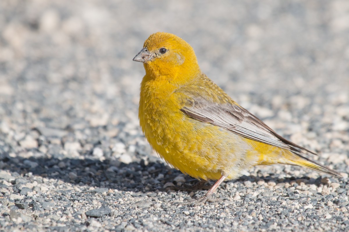 Greater Yellow-Finch - Michel Gutierrez