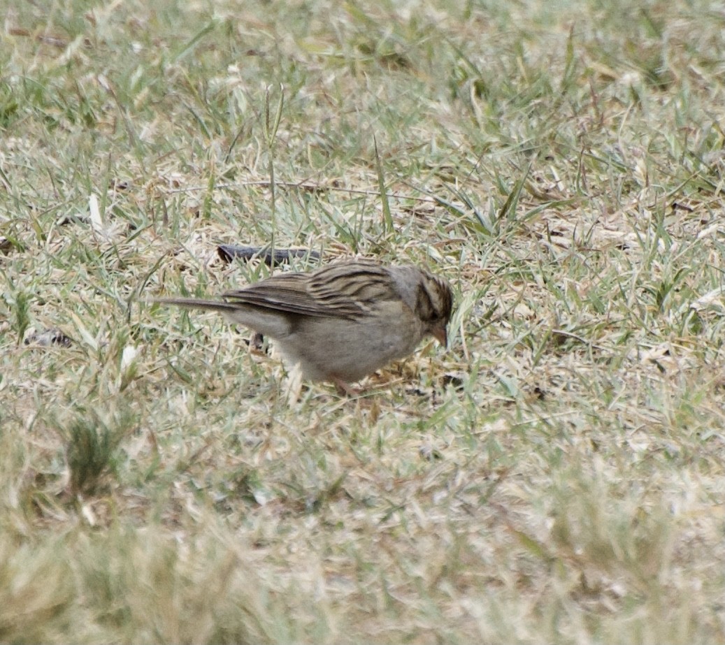Clay-colored Sparrow - ML328121261