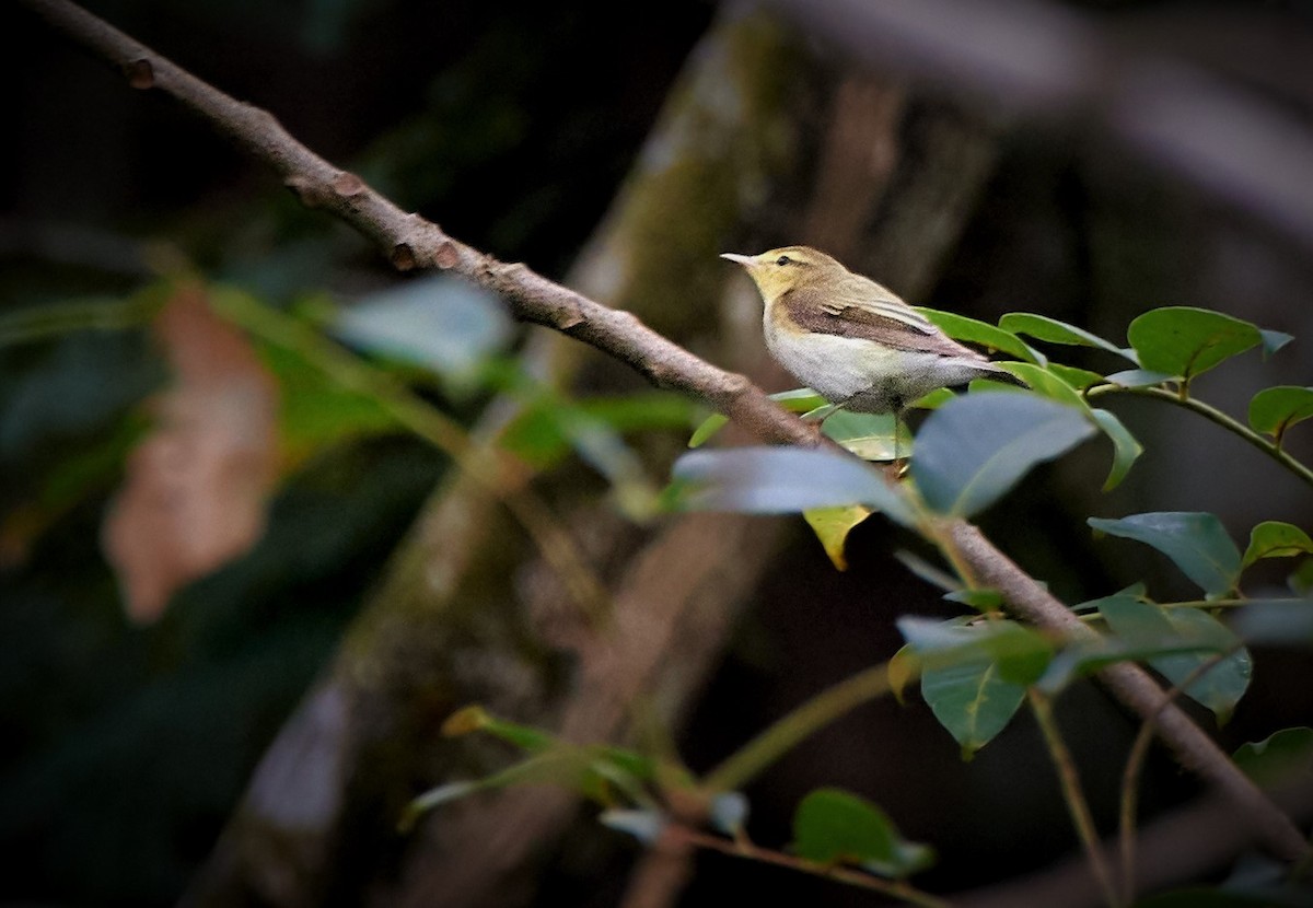 Wood Warbler - ML328121721