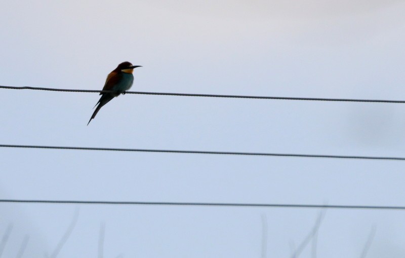 European Bee-eater - Kris Webb