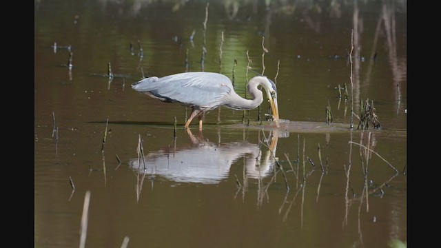 Great Blue Heron (Great Blue) - ML328121781