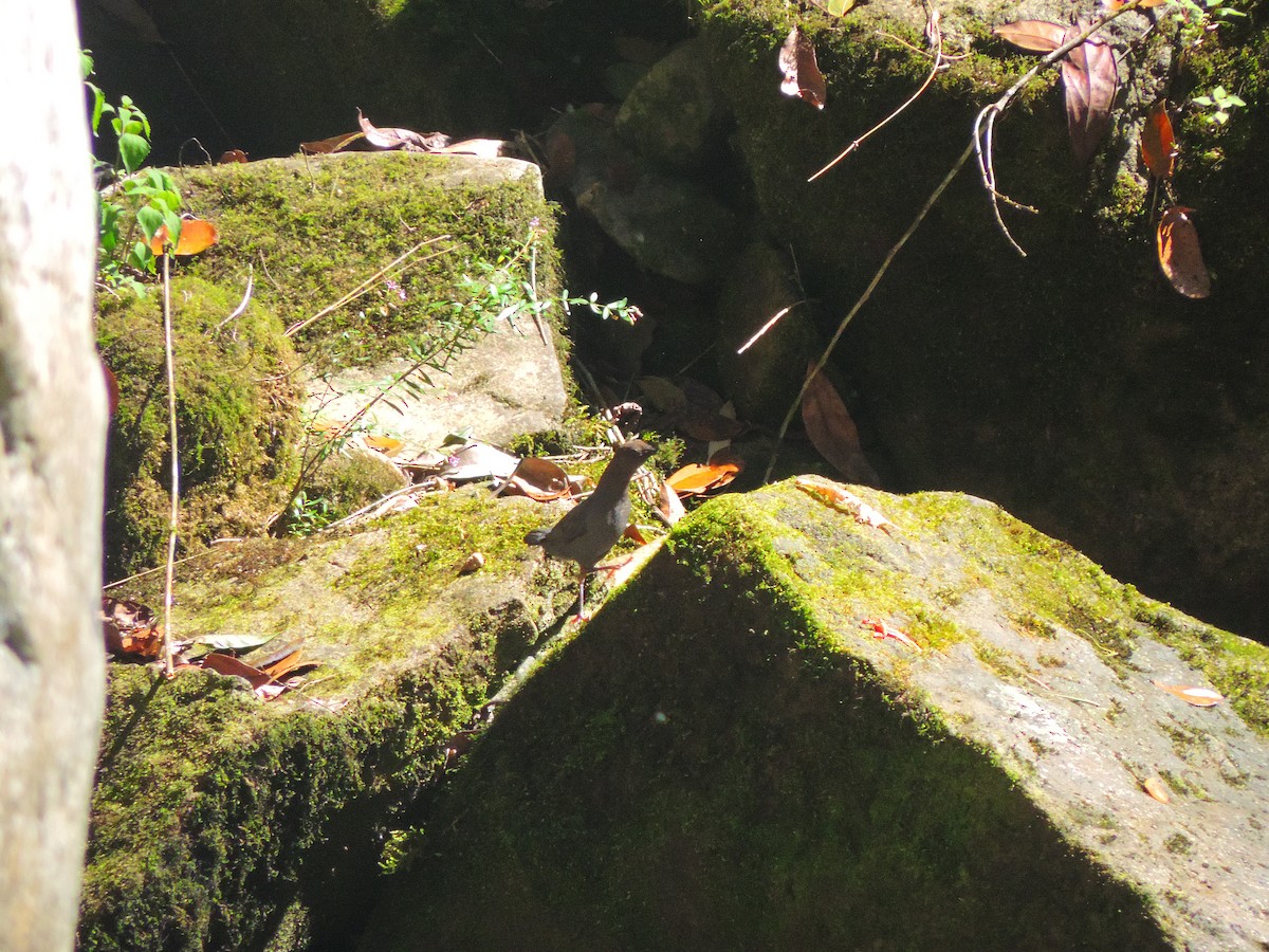American Dipper - ML32812231