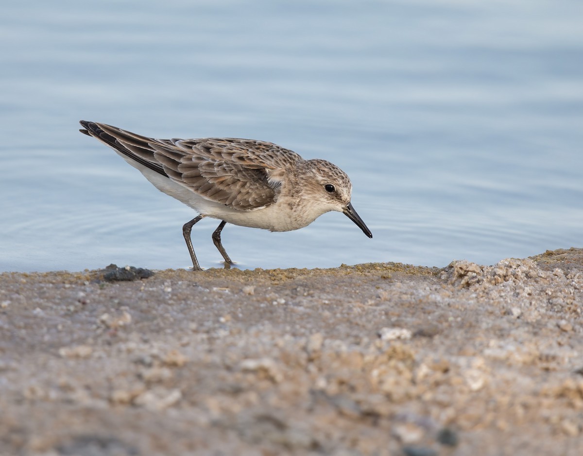 Little Stint - ML328122981