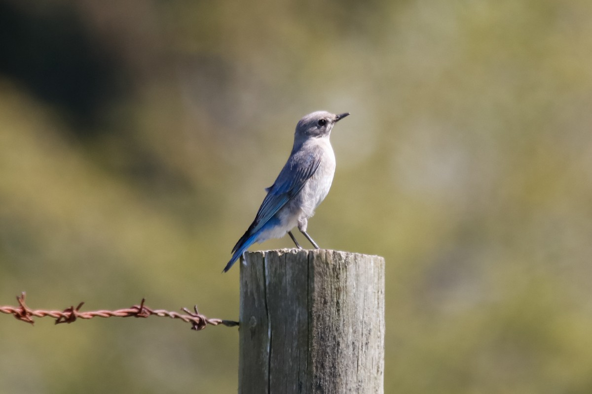 Mountain Bluebird - ML328123211