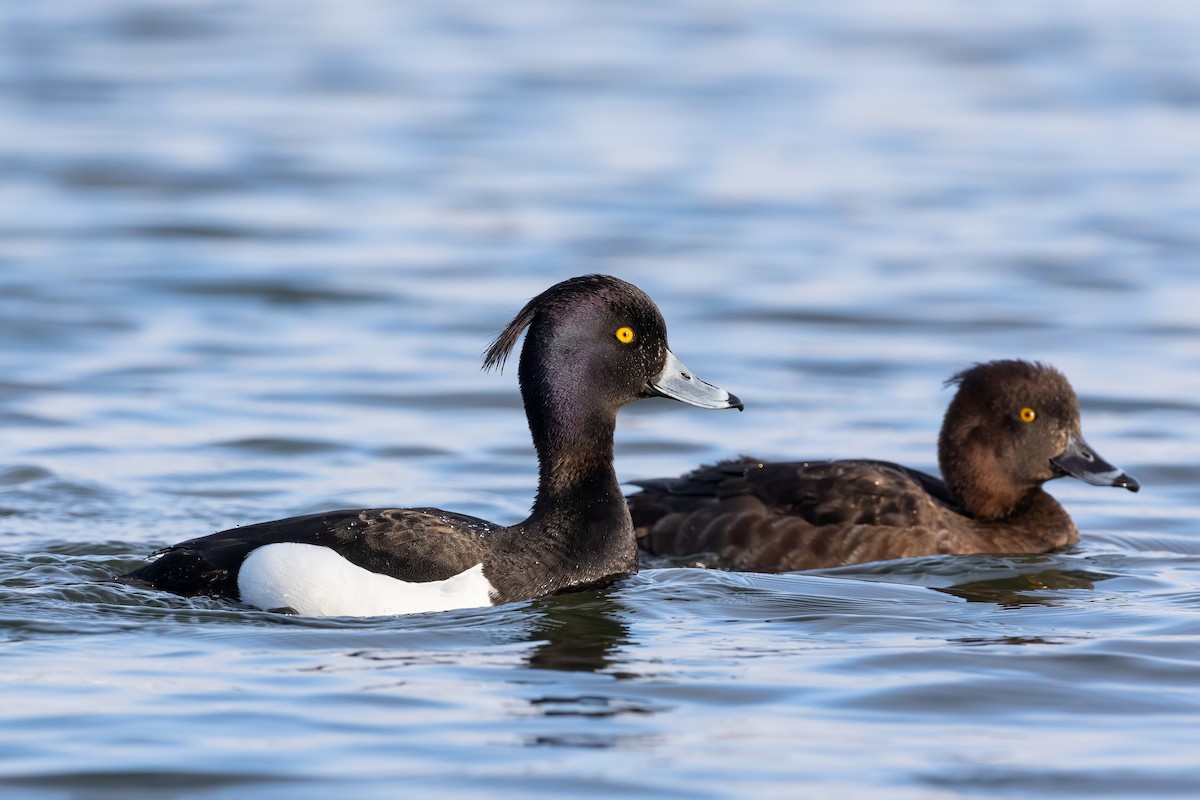 Tufted Duck - Blair Dudeck