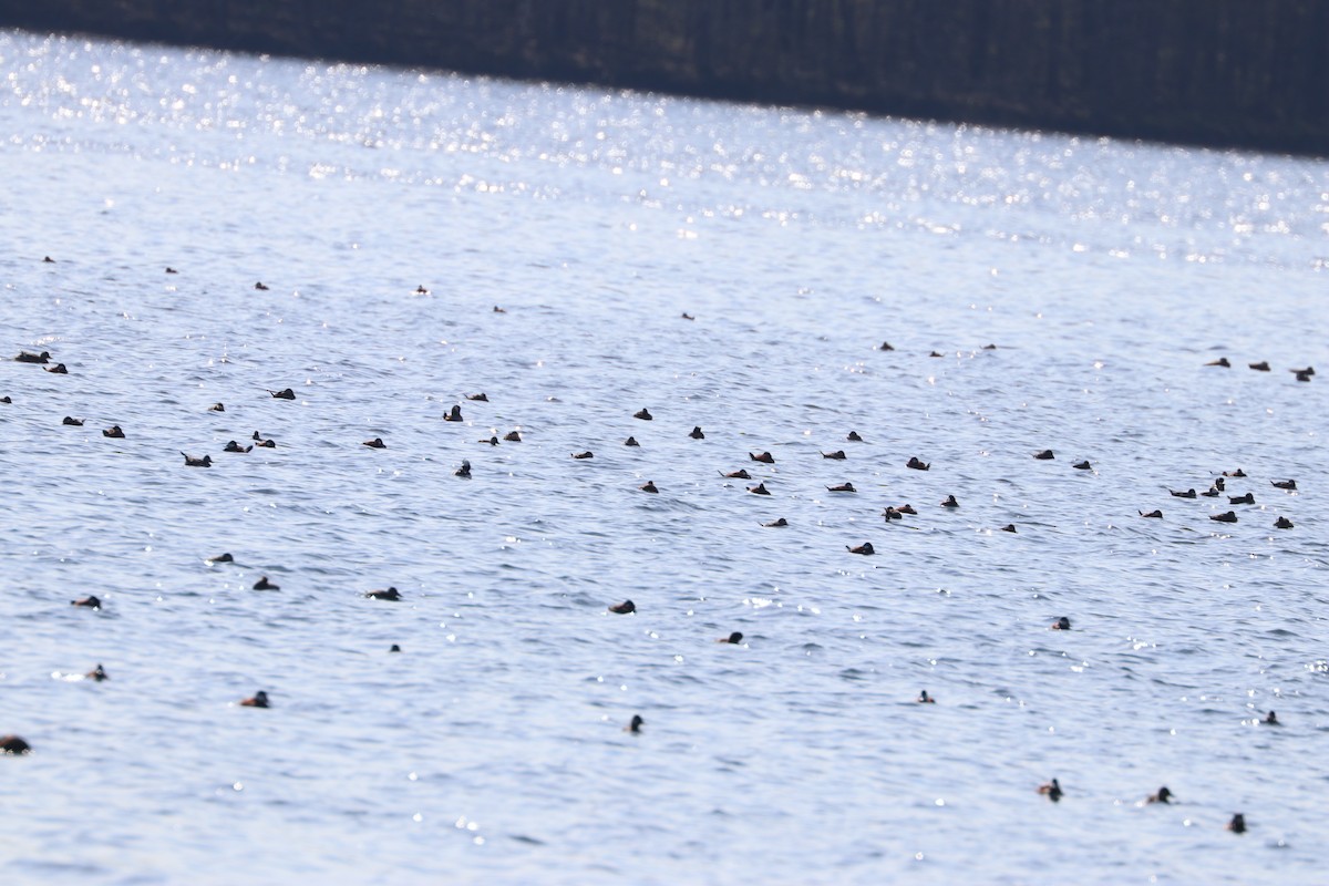 Ruddy Duck - Matthew Valencic