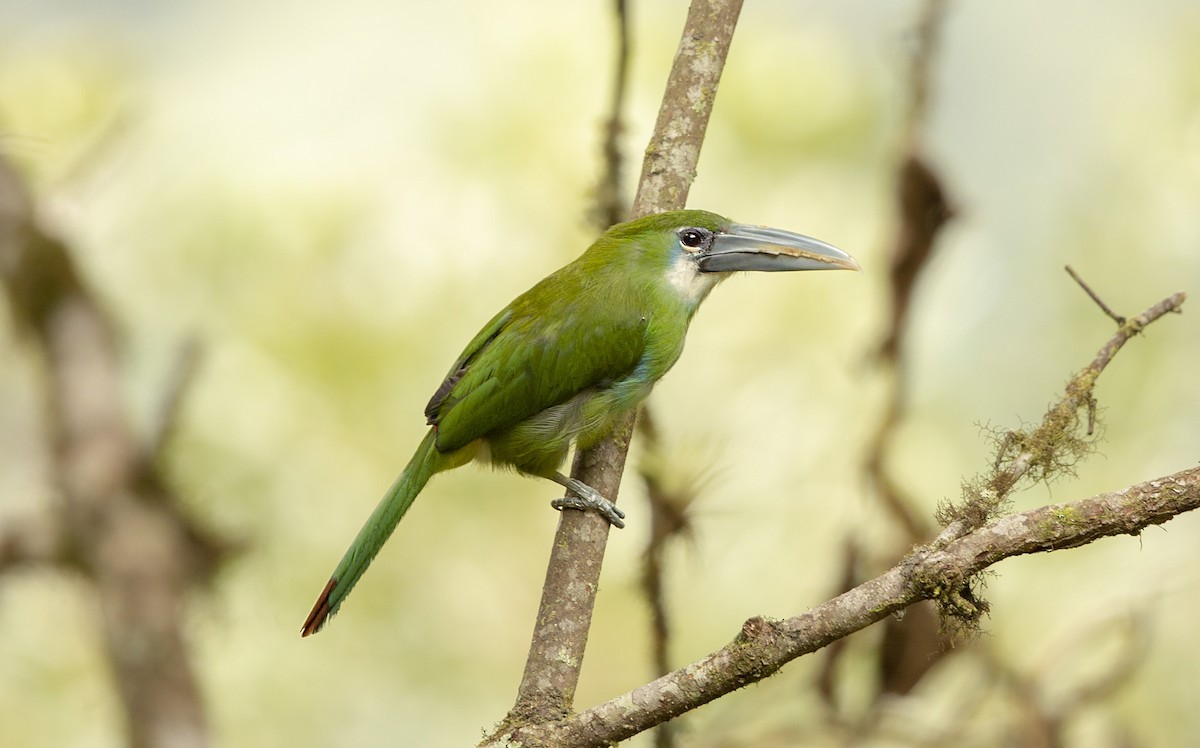 Blue-banded Toucanet - ML328128641