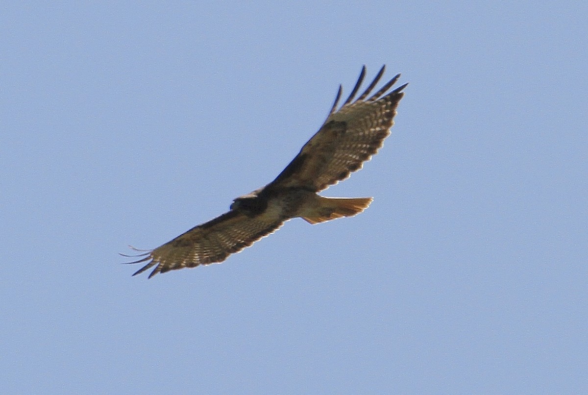 Red-tailed Hawk - ML328129371