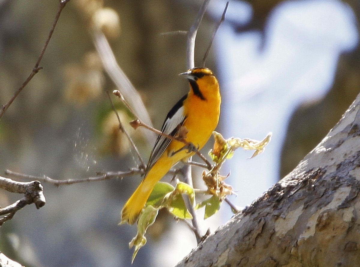 Bullock's Oriole - ML328130181