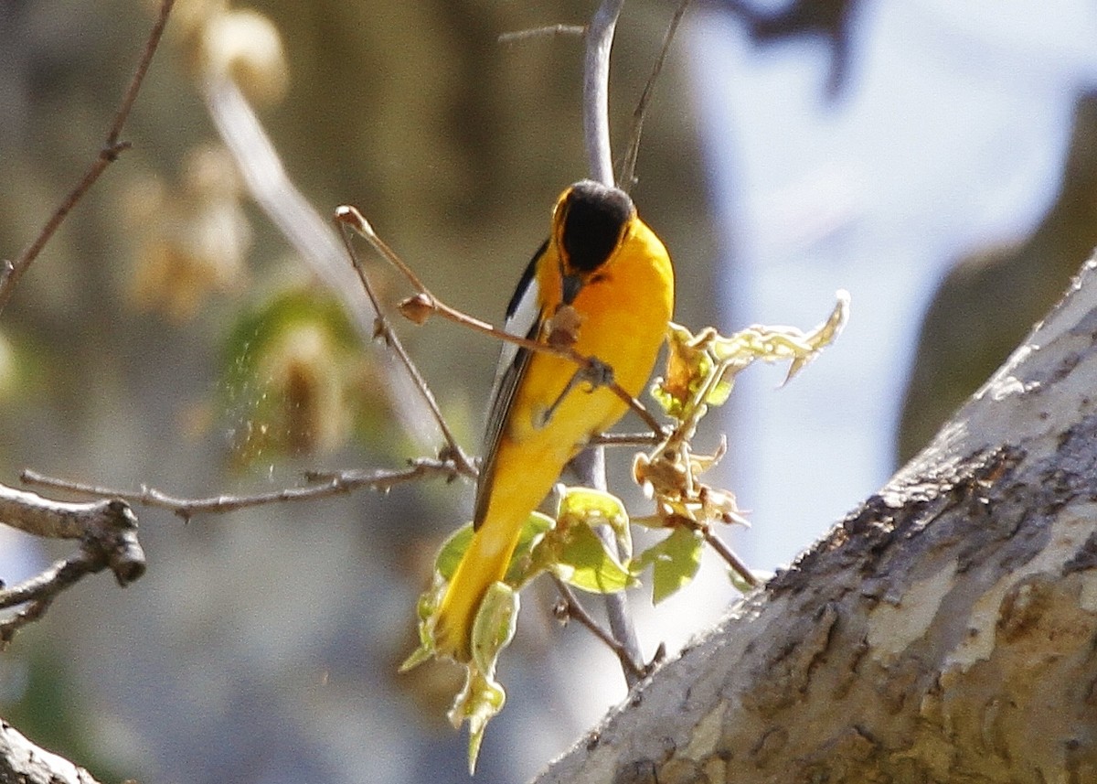 Bullock's Oriole - ML328130251