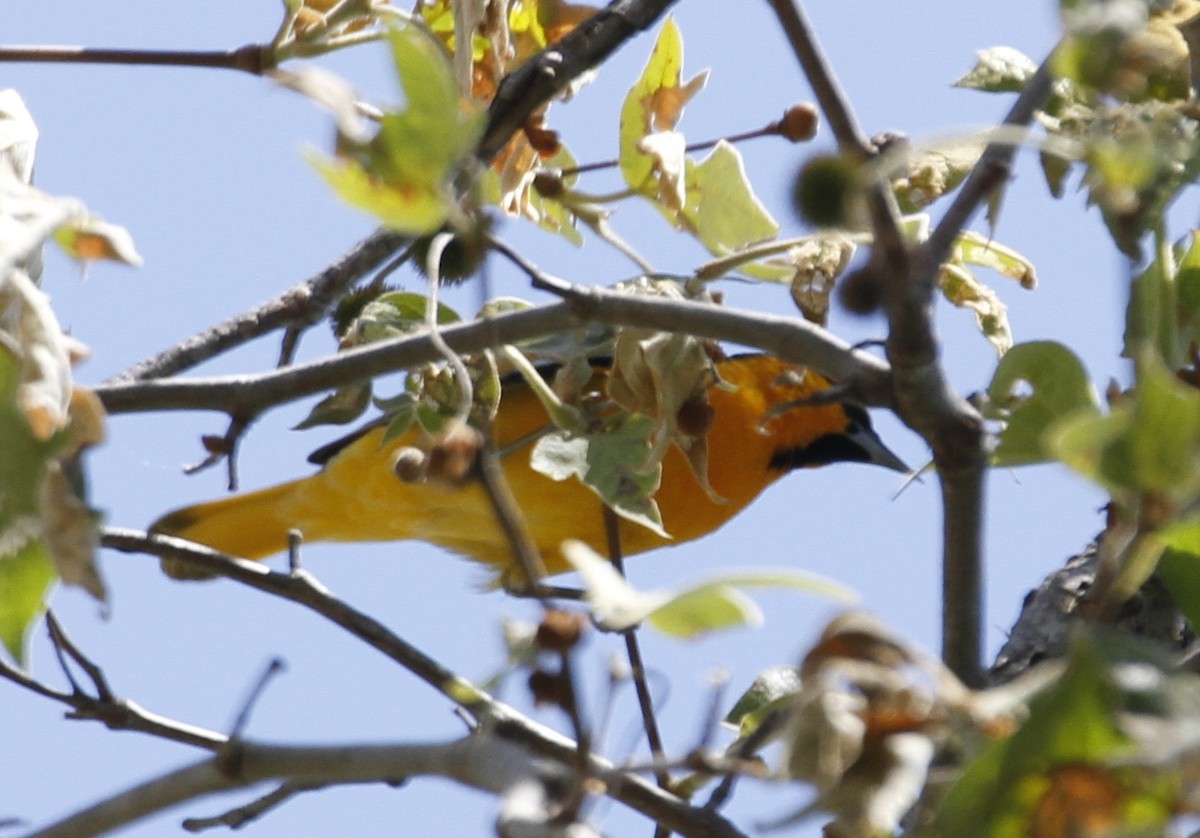 Bullock's Oriole - ML328130321