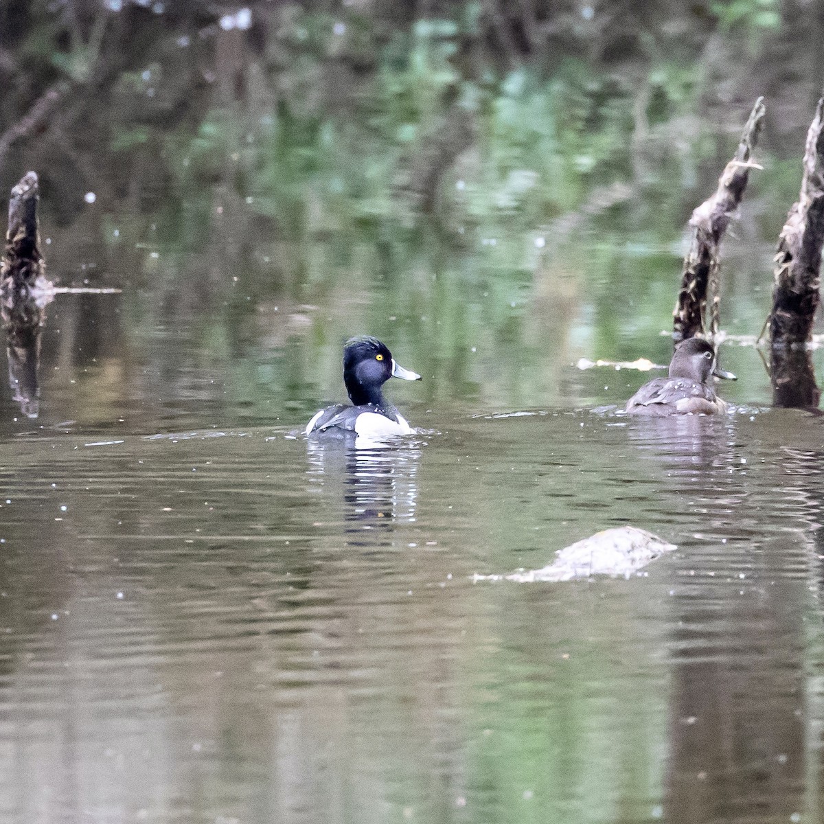 Ring-necked Duck - ML328130341