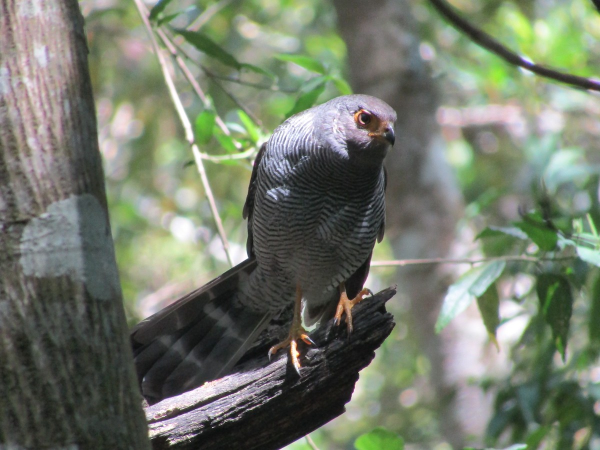 Barred Forest-Falcon - Carlos G Vasquez C