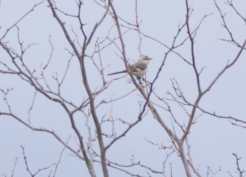 Northern Mockingbird - ML328132871