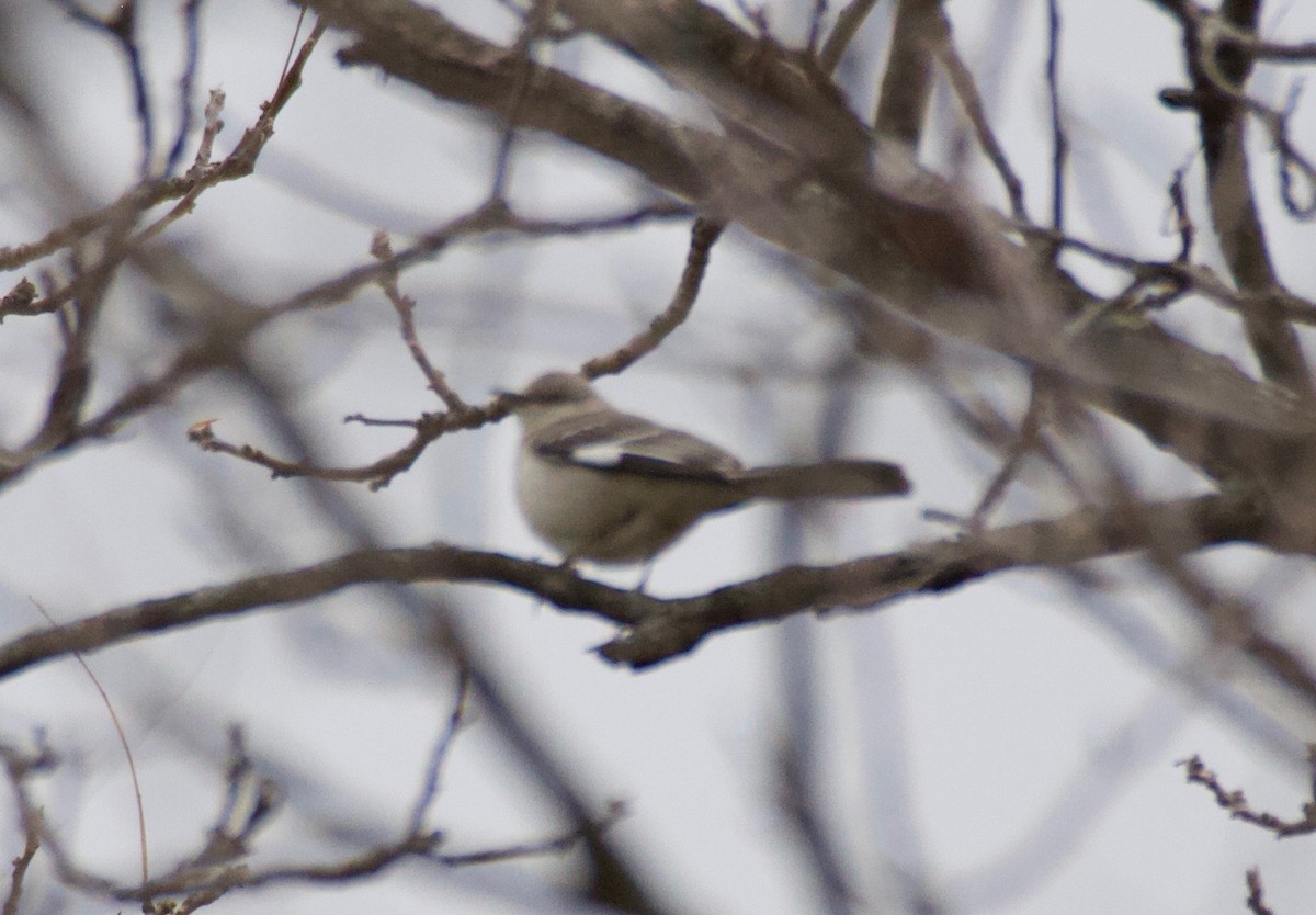 Northern Mockingbird - ML328132891