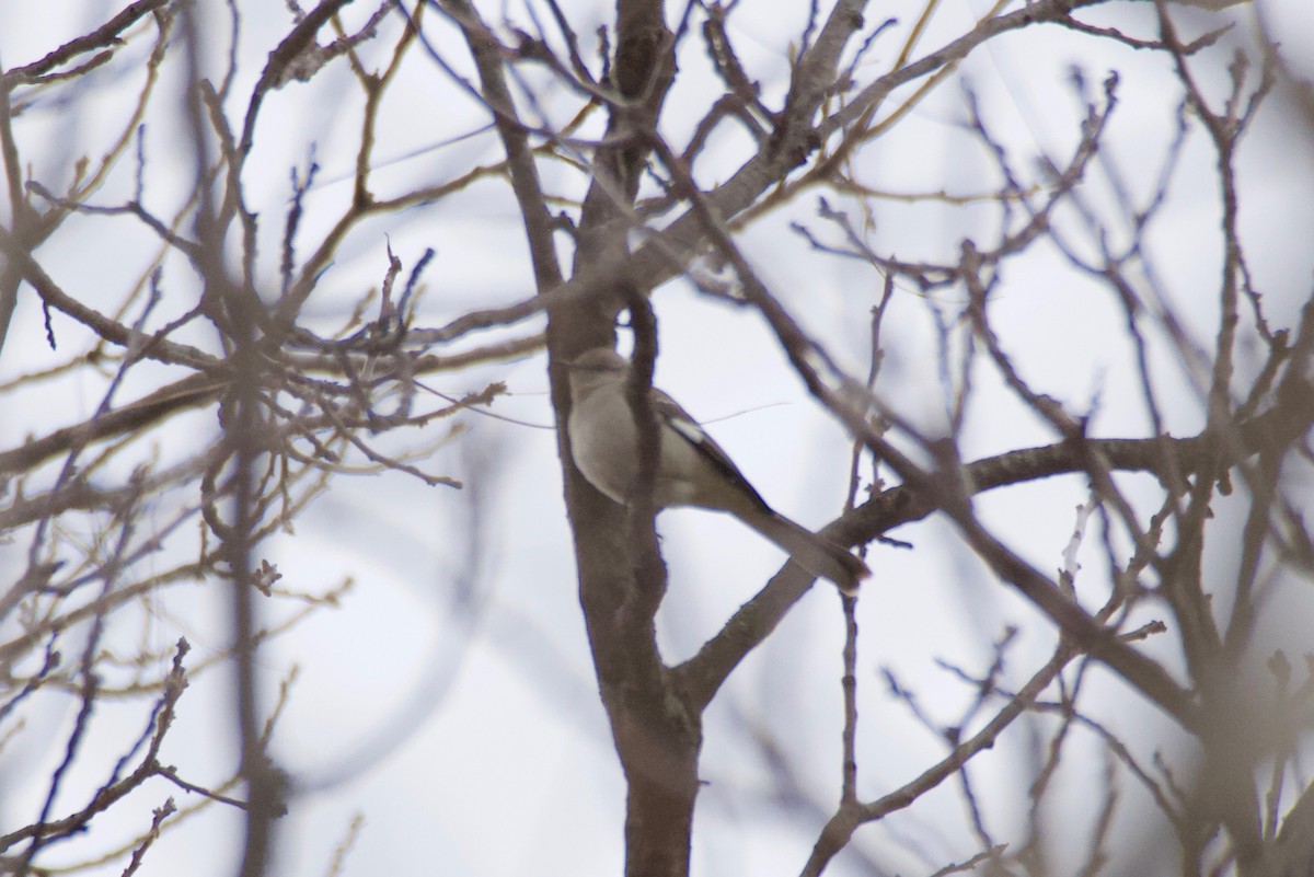 Northern Mockingbird - ML328132901