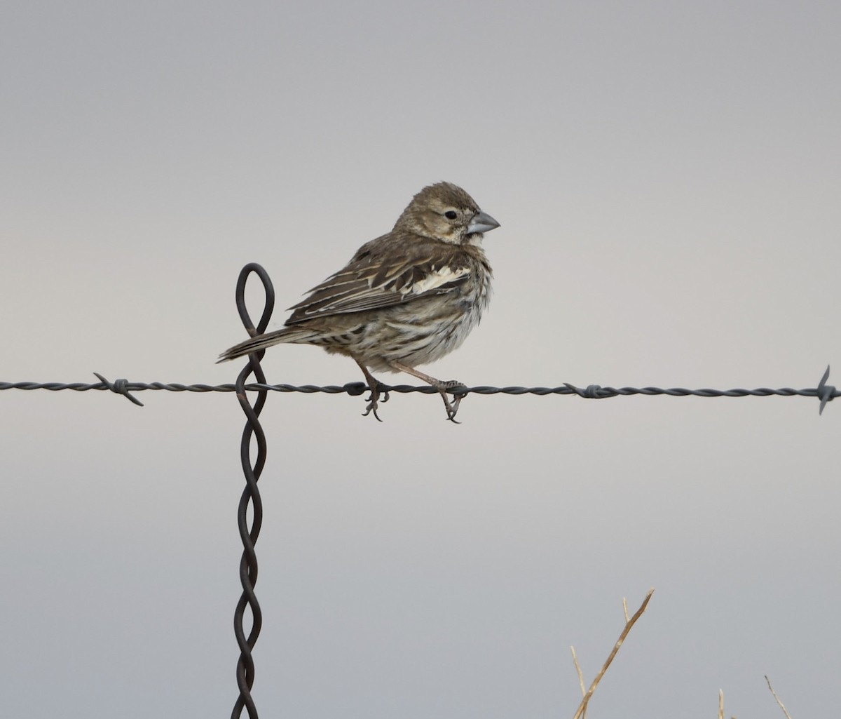 Lark Bunting - ML328133211