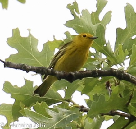 Northern Yellow x Prairie Warbler (hybrid) - ML32813381