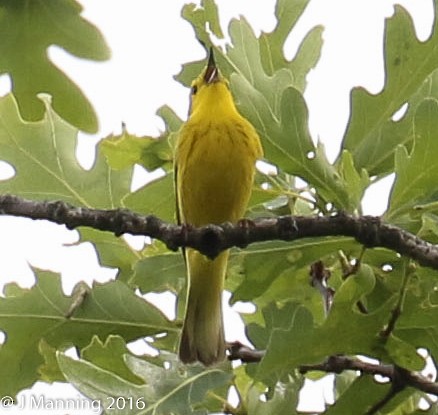 Northern Yellow x Prairie Warbler (hybrid) - ML32813391