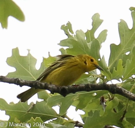 Northern Yellow x Prairie Warbler (hybrid) - ML32813401