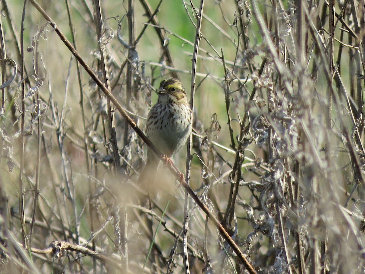 Savannah Sparrow - ML328134131