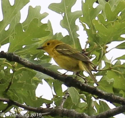 Northern Yellow x Prairie Warbler (hybrid) - ML32813421