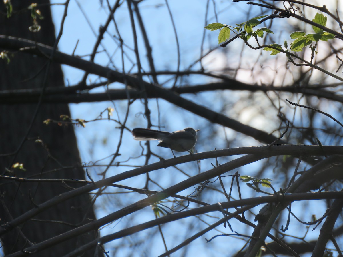 Blue-gray Gnatcatcher - ML328134291