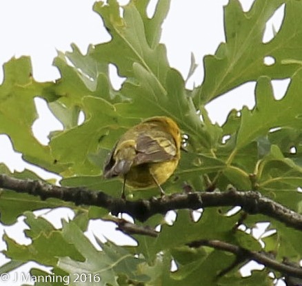 Northern Yellow x Prairie Warbler (hybrid) - ML32813431