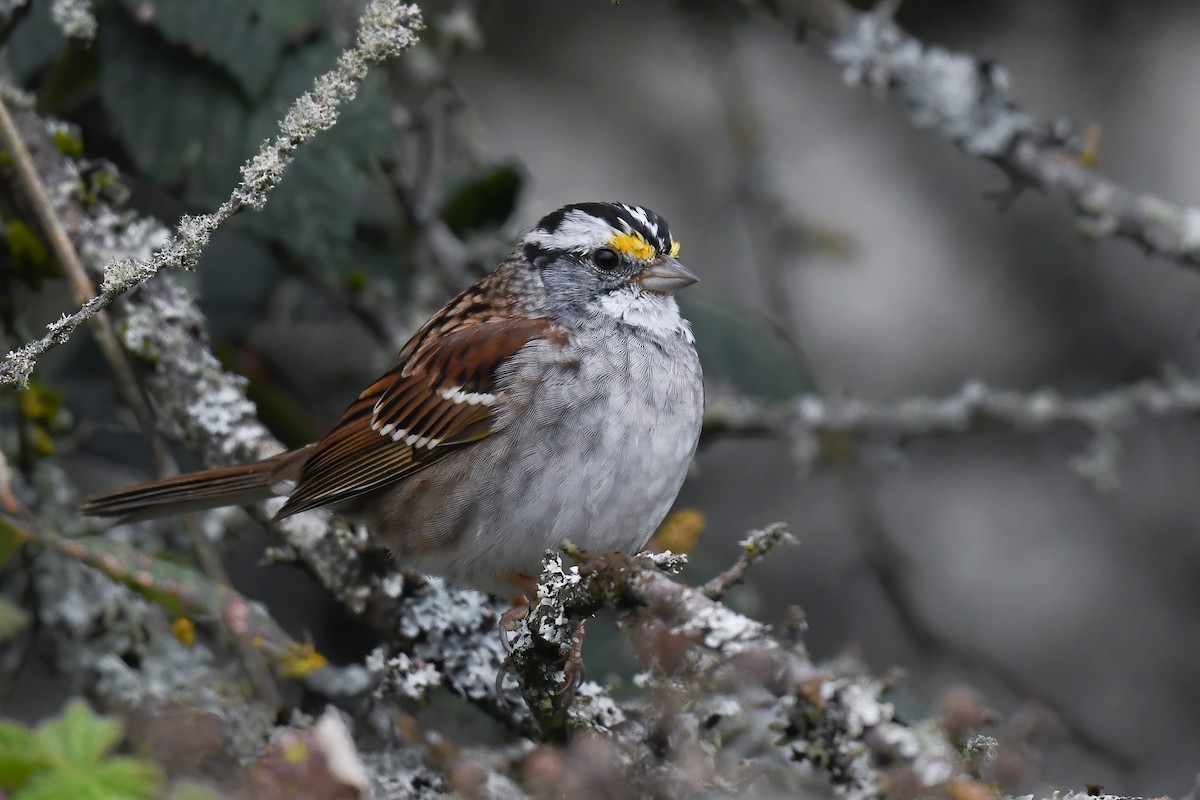 White-throated Sparrow - ML328134311