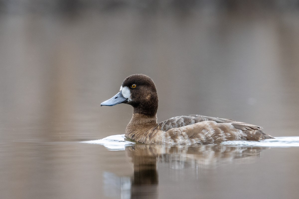 Lesser Scaup - ML328134901