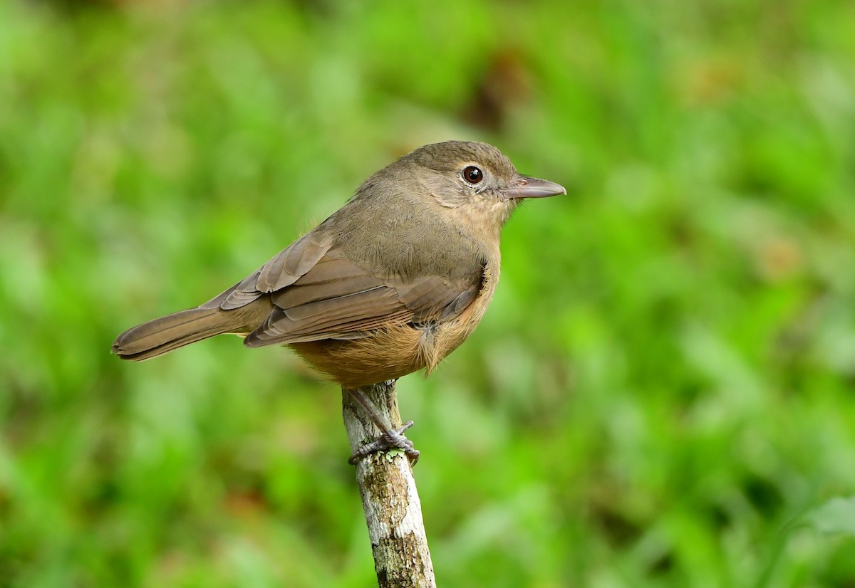 Little Shrikethrush (Rufous) - Andy Gee