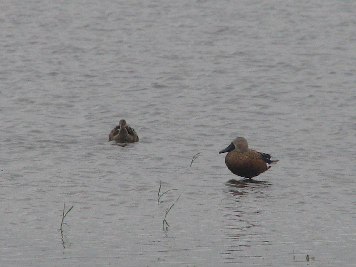 Red Shoveler - ML32814031