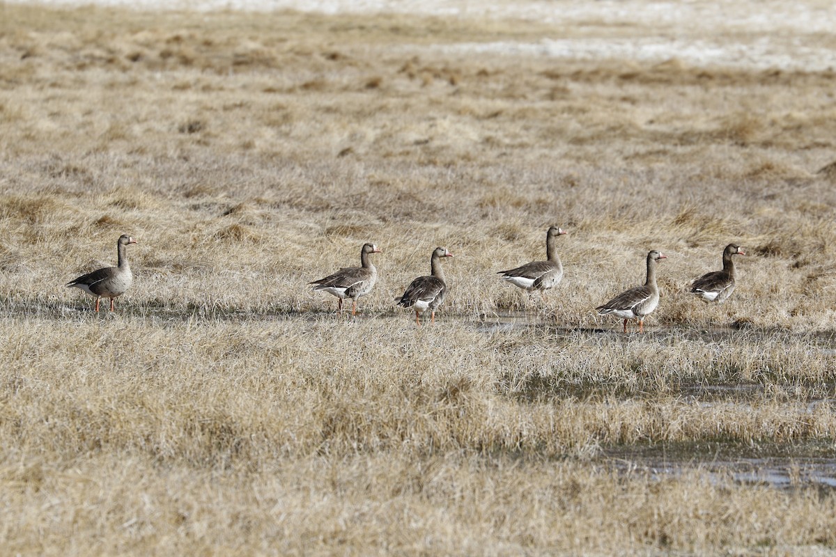 Greater White-fronted Goose - ML328143621