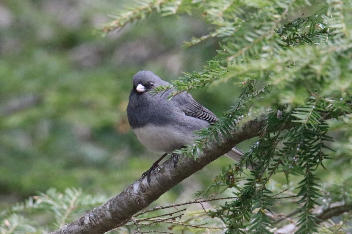 Юнко сірий (підвид hyemalis/carolinensis) - ML328144701