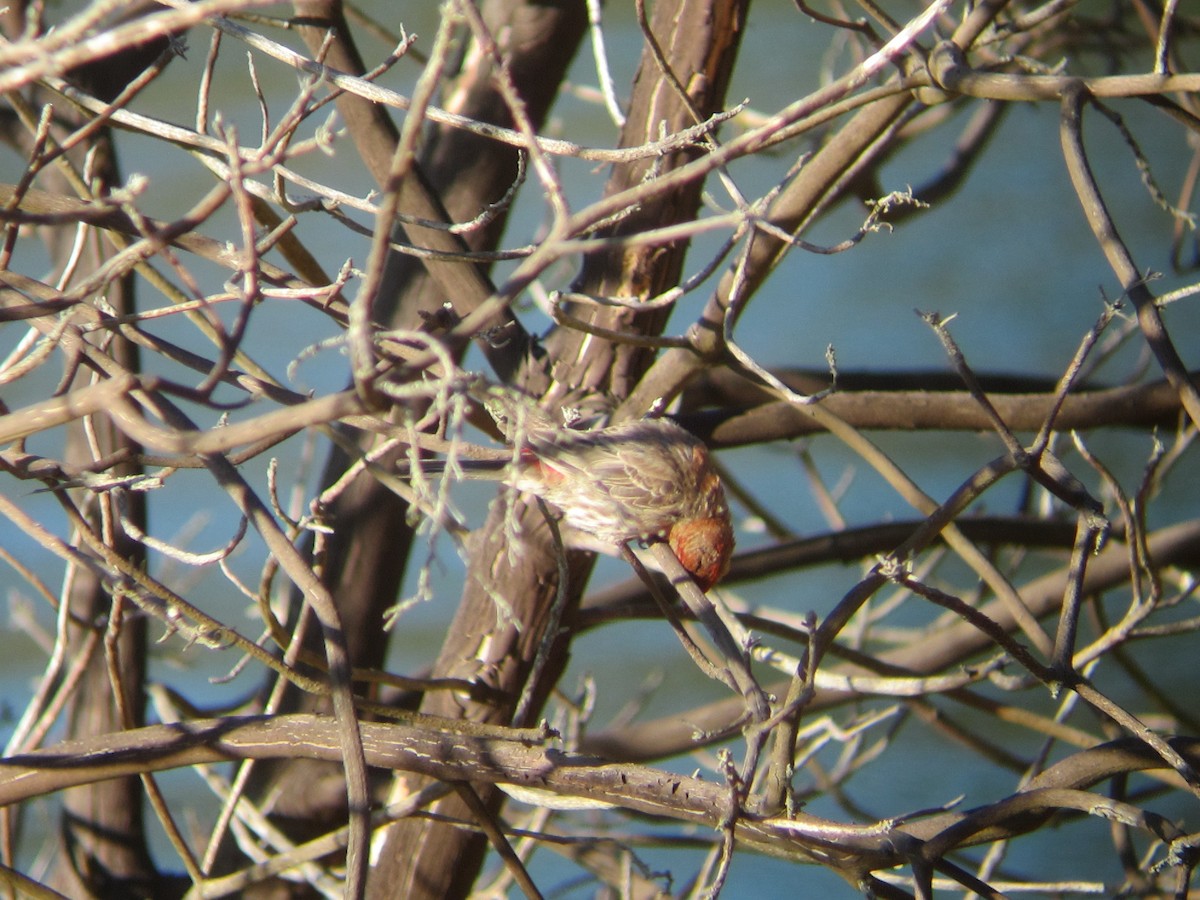 House Finch - ML32814641