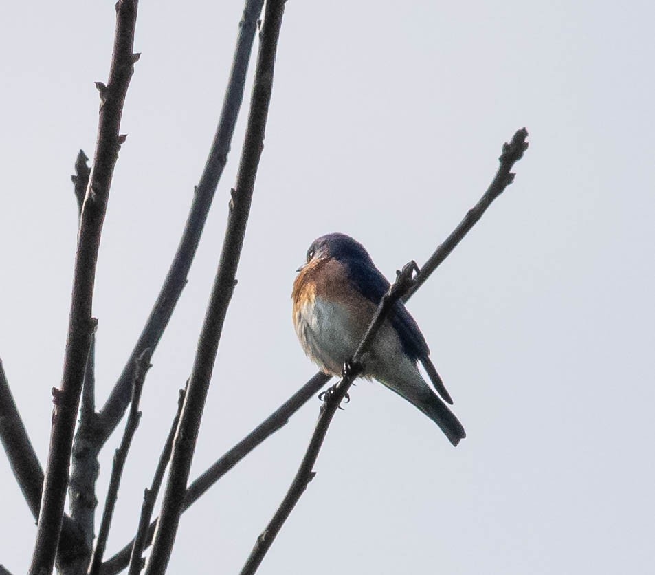 Eastern Bluebird - Susan Kamps