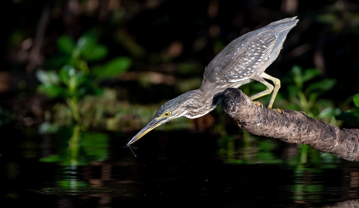 Striated Heron - ML328149531