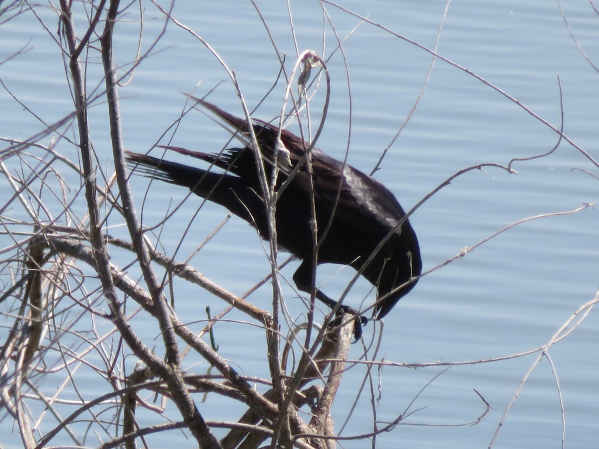 American Crow - Karen Richardson