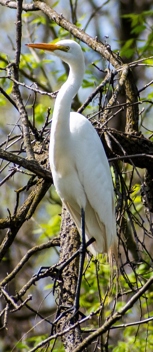 Great Egret - ML328153771